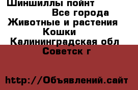 Шиншиллы пойнт ns1133,ny1133. - Все города Животные и растения » Кошки   . Калининградская обл.,Советск г.